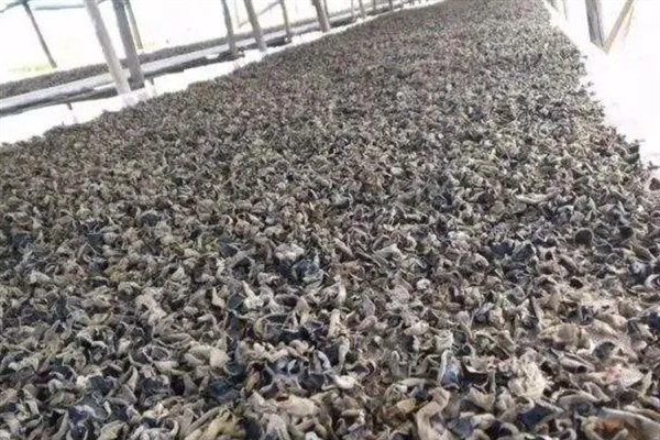 木耳贮藏期怎么防治害虫，采取以下4种措施可以有效防治