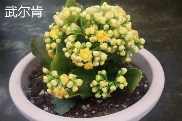 长寿花的颜色，不同品种的颜色有区别