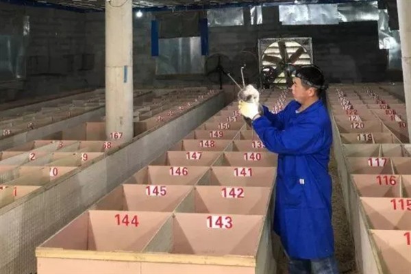 木耳贮藏期怎么防治害虫，采取以下4种措施可以有效防治