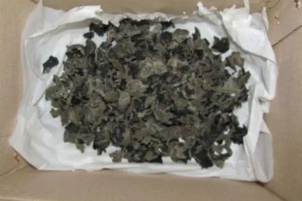 木耳贮藏期怎么防治害虫，采取以下4种措施可以有效防治
