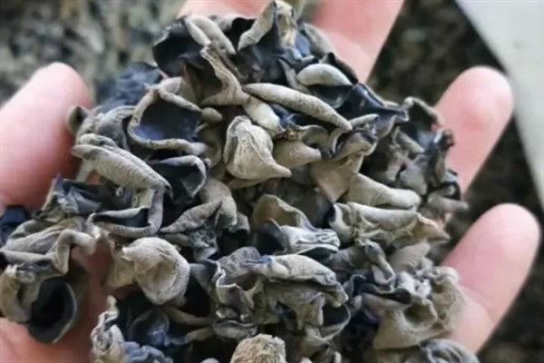 木耳贮藏期怎么防治害虫，采取以下4种措施可以有效防治