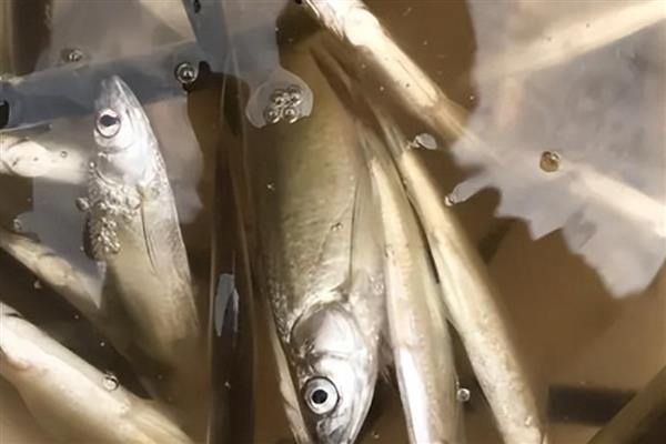 白条鱼能长多大，成年之后体型在7-13厘米
