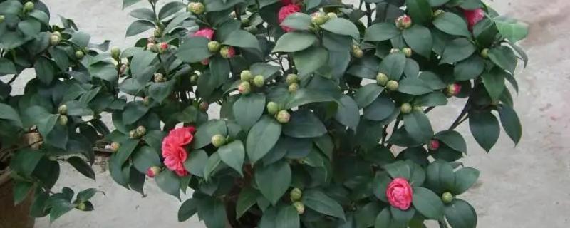 茶花春天几天浇水一次，通常是2-3天浇水一次