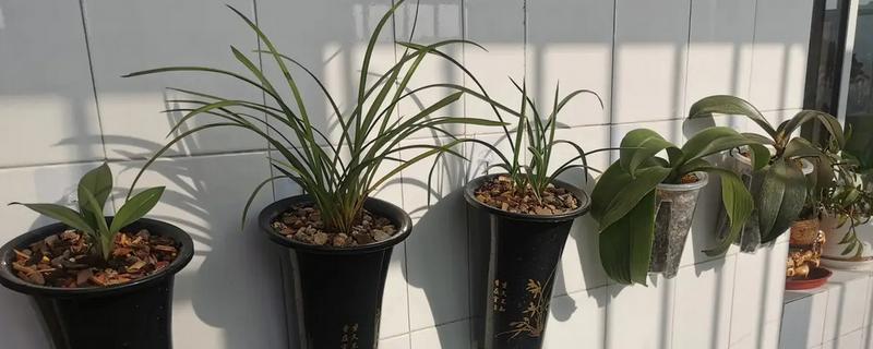 兰花的浇水间隔，春季每隔2-3天浇一次