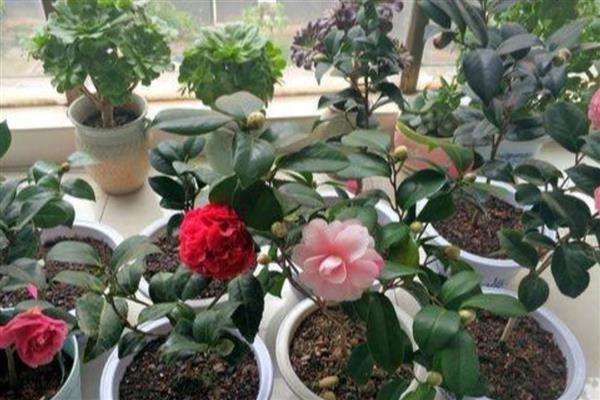 茶花春天几天浇水一次，通常是2-3天浇水一次
