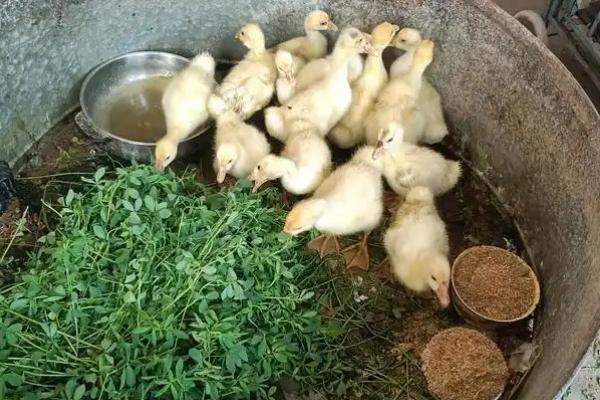 如何饲养买回来的小鹅，根据当前日龄调整喂食次数