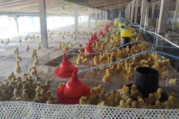 如何饲养买回来的小鹅，根据当前日龄调整喂食次数