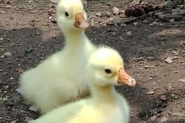 如何饲养买回来的小鹅，根据当前日龄调整喂食次数