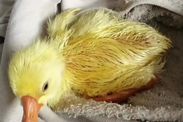 如何饲养买回来的小鹅，根据当前日龄调整喂食次数