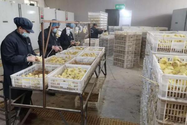 如何饲养买回来的小鹅，根据当前日龄调整喂食次数