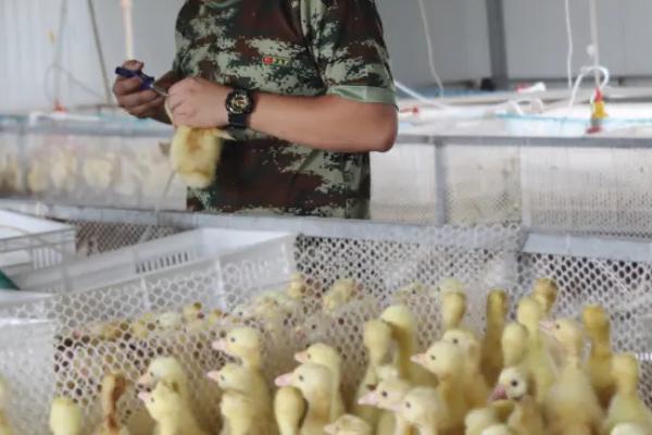 如何饲养买回来的小鹅，根据当前日龄调整喂食次数