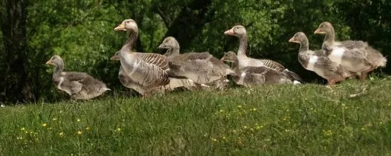 为什么鹅不吃荤，因为鹅是一种草食性的家禽