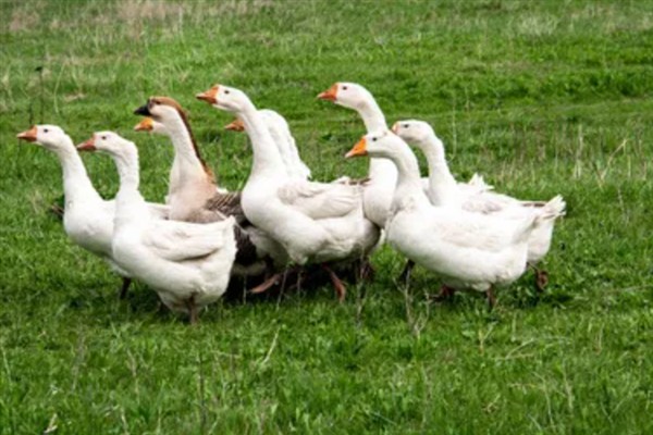 为什么鹅不吃荤，因为鹅是一种草食性的家禽