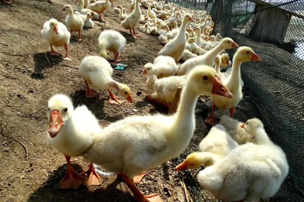 为什么鹅不吃荤，因为鹅是一种草食性的家禽