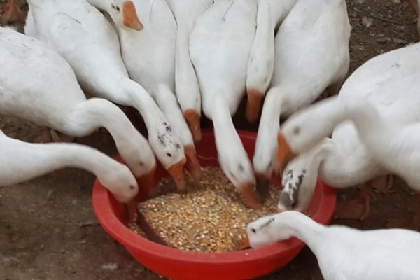 为什么鹅不吃荤，因为鹅是一种草食性的家禽