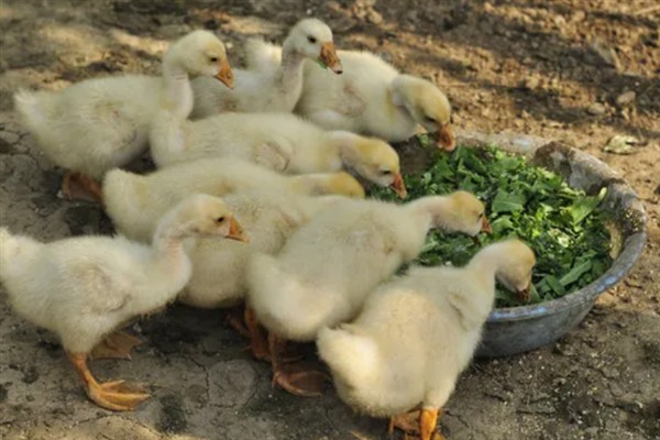 为什么鹅不吃荤，因为鹅是一种草食性的家禽