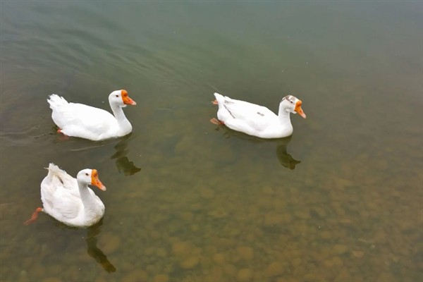 为什么鹅不吃荤，因为鹅是一种草食性的家禽