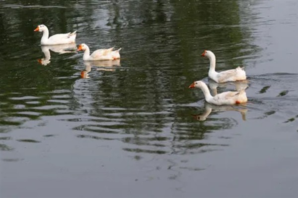 为什么鹅不吃荤，因为鹅是一种草食性的家禽