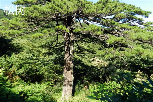哪些树种比较名贵，银杉、格木、坡垒均价值不菲