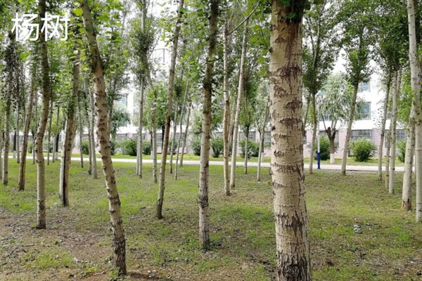 哪些树种比较名贵，银杉、格木、坡垒均价值不菲