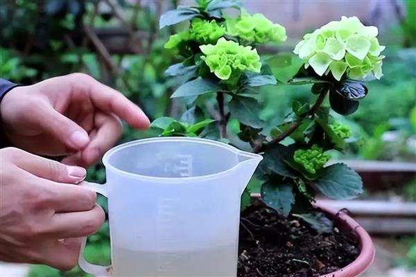 绣球花冬季叶片发黄的原因，主要是浇水或施肥过多、阳光不足等因素所致