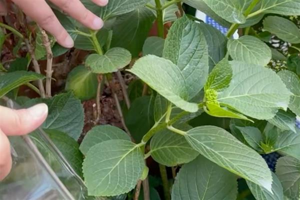 绣球花冬季叶片发黄的原因，主要是浇水或施肥过多、阳光不足等因素所致