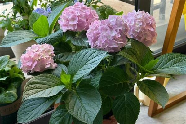 绣球花冬季叶片发黄的原因，主要是浇水或施肥过多、阳光不足等因素所致