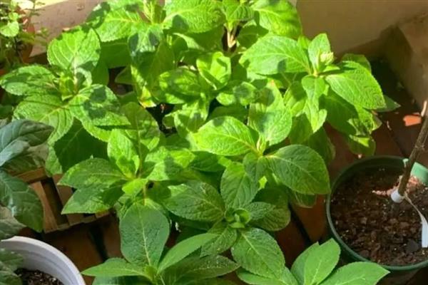 绣球花冬季叶片发黄的原因，主要是浇水或施肥过多、阳光不足等因素所致