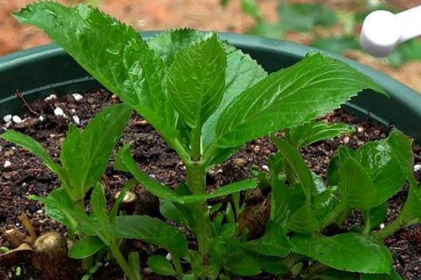 绣球花冬季叶片发黄的原因，主要是浇水或施肥过多、阳光不足等因素所致