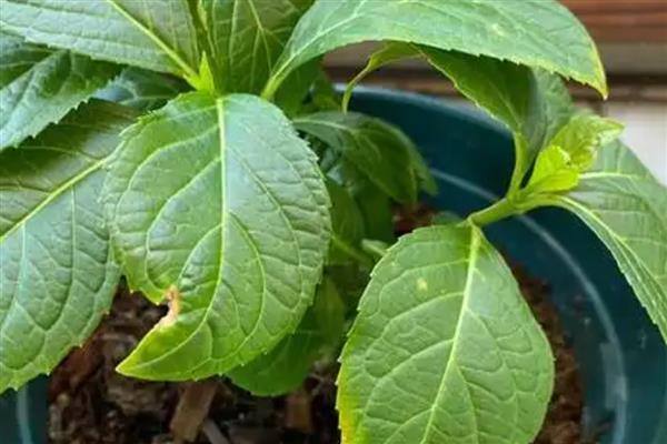 绣球花冬季叶片发黄的原因，主要是浇水或施肥过多、阳光不足等因素所致