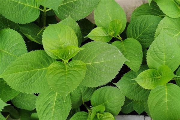 绣球花冬季叶片发黄的原因，主要是浇水或施肥过多、阳光不足等因素所致