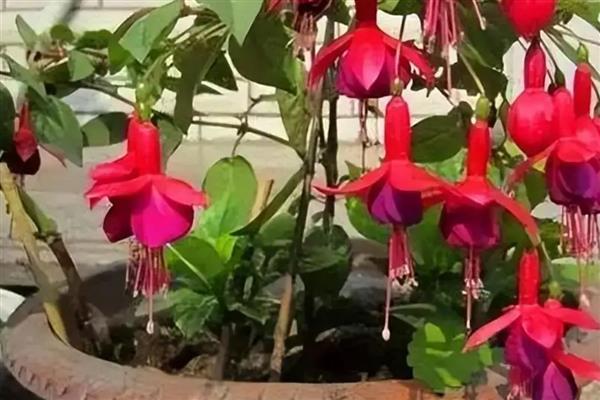 倒挂金钟开完花后怎么处理，需要及时修剪