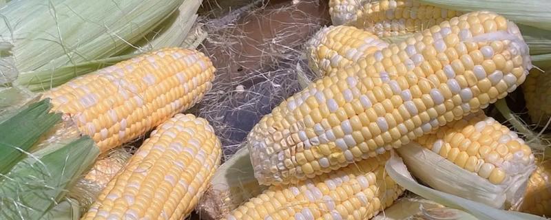 玉米能放多久，在冷冻室里可保存一年左右