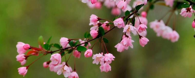 桃花和樱花的区别是什么，开花特点和花朵形态均不同