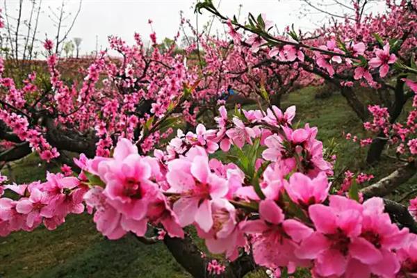 桃花和樱花的区别是什么，开花特点和花朵形态均不同