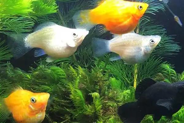 玛丽鱼喂什么饲料，可以喂熟蛋黄、丰年虾等
