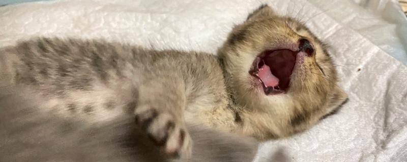 猫咪发出呼噜声的原因，可能是在表达情绪