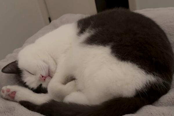 猫咪发出呼噜声的原因，可能是在表达情绪