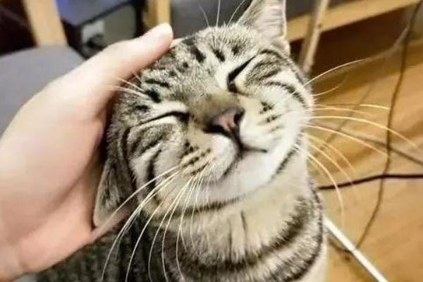 猫咪发出呼噜声的原因，可能是在表达情绪