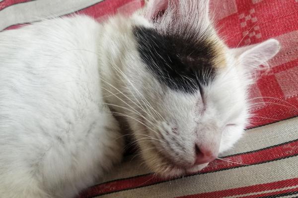 猫咪发出呼噜声的原因，可能是在表达情绪