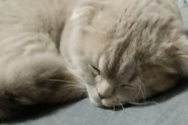 猫咪发出呼噜声的原因，可能是在表达情绪