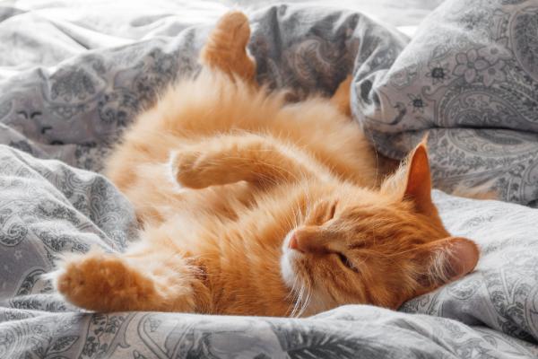 猫咪发出呼噜声的原因，可能是在表达情绪
