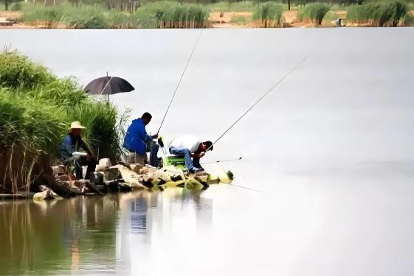 立夏后钓鱼怎样找钓点，选择水草多的地方为佳