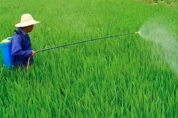 草甘膦如何使用，在雨后杂草叶上无灰尘时使用较好