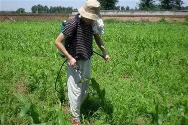 草甘膦如何使用，在雨后杂草叶上无灰尘时使用较好
