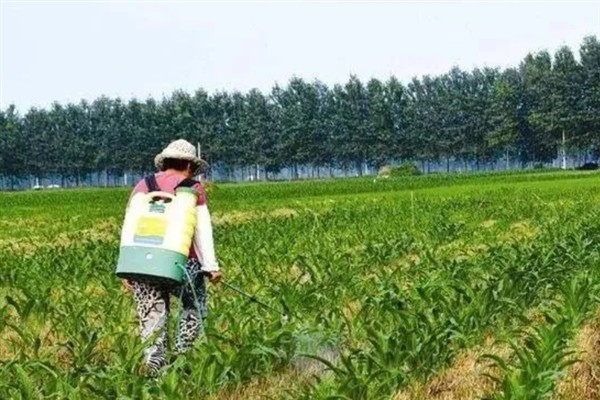 草甘膦如何使用，在雨后杂草叶上无灰尘时使用较好