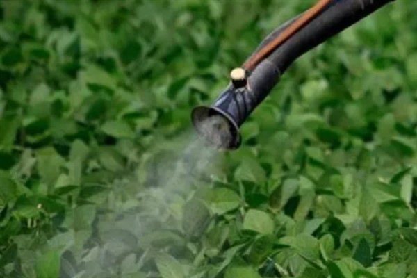 草甘膦如何使用，在雨后杂草叶上无灰尘时使用较好
