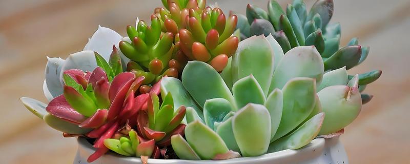 多肉植物怎么养，适合生长在有充足光照的环境中