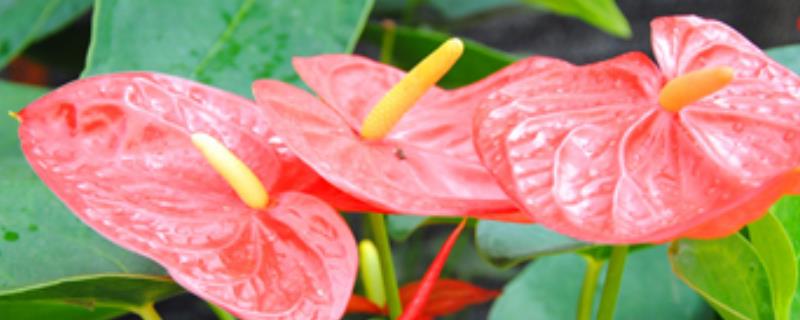 火鹤花和红掌的区别，其叶片和佛焰苞均不同