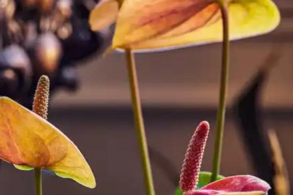 火鹤花和红掌的区别，其叶片和佛焰苞均不同
